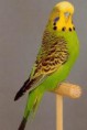 /album/photo-gallery-animais/periquito-australiano2-jpg1/